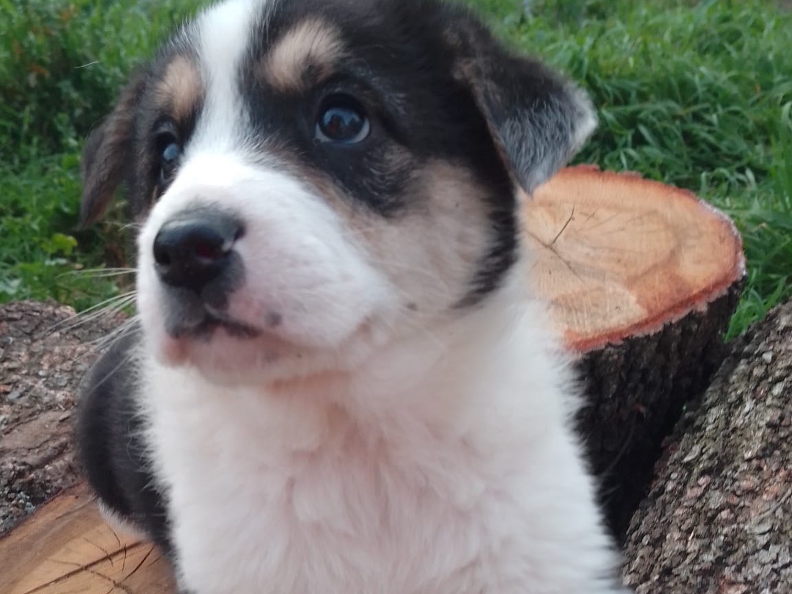 Adozione cane, femmina, Border Collie Razza sconosciuta, 2 mesi, taglia media, Avellino