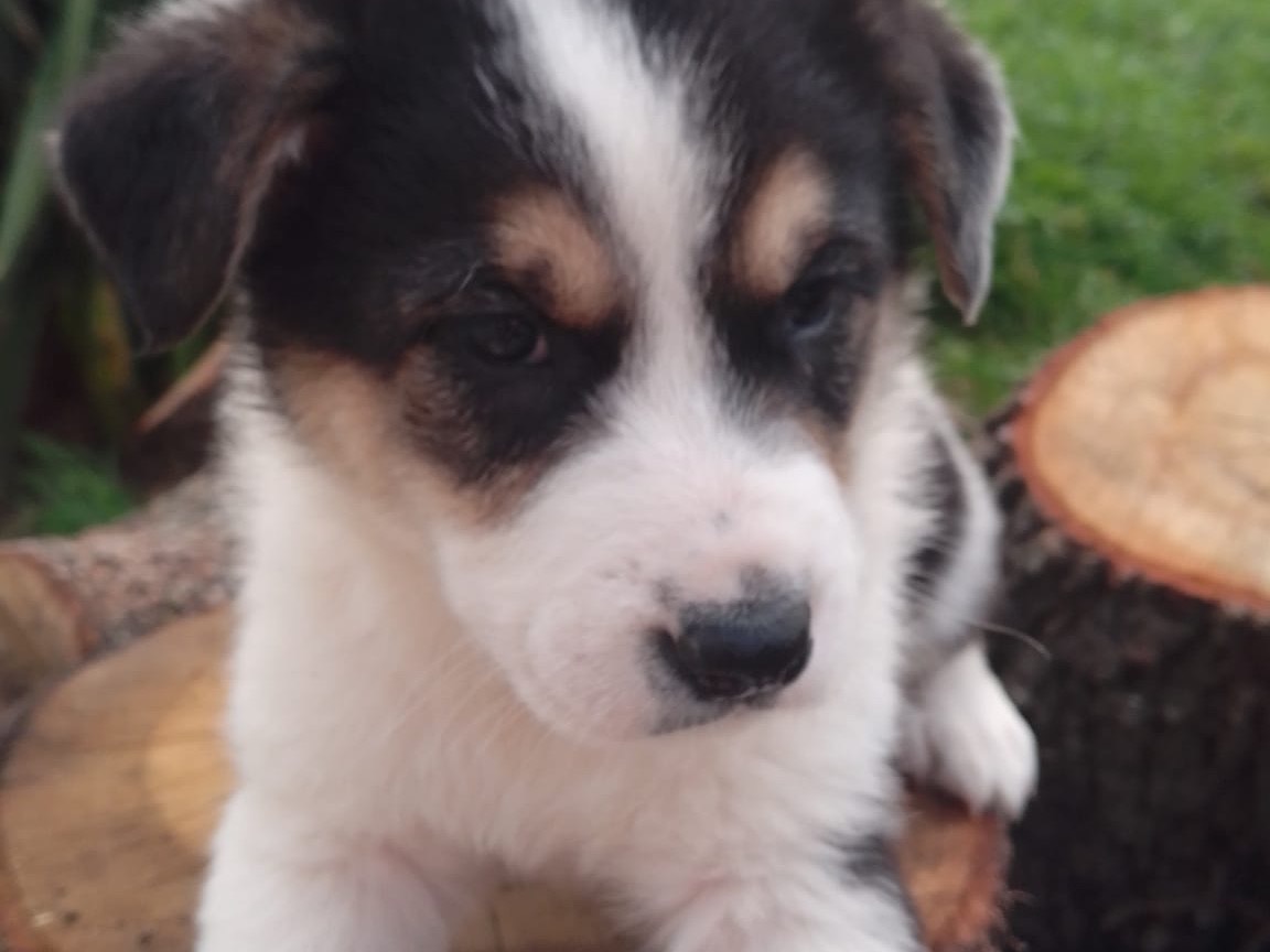 Adotta un cane, femmina, 2 mesi, Avellino