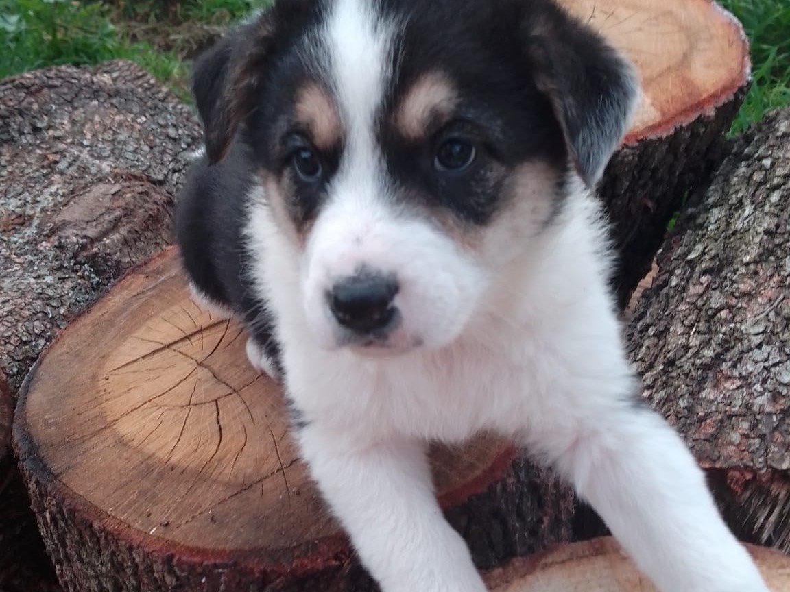 Adotta un cane, taglia media, femmina, Avellino