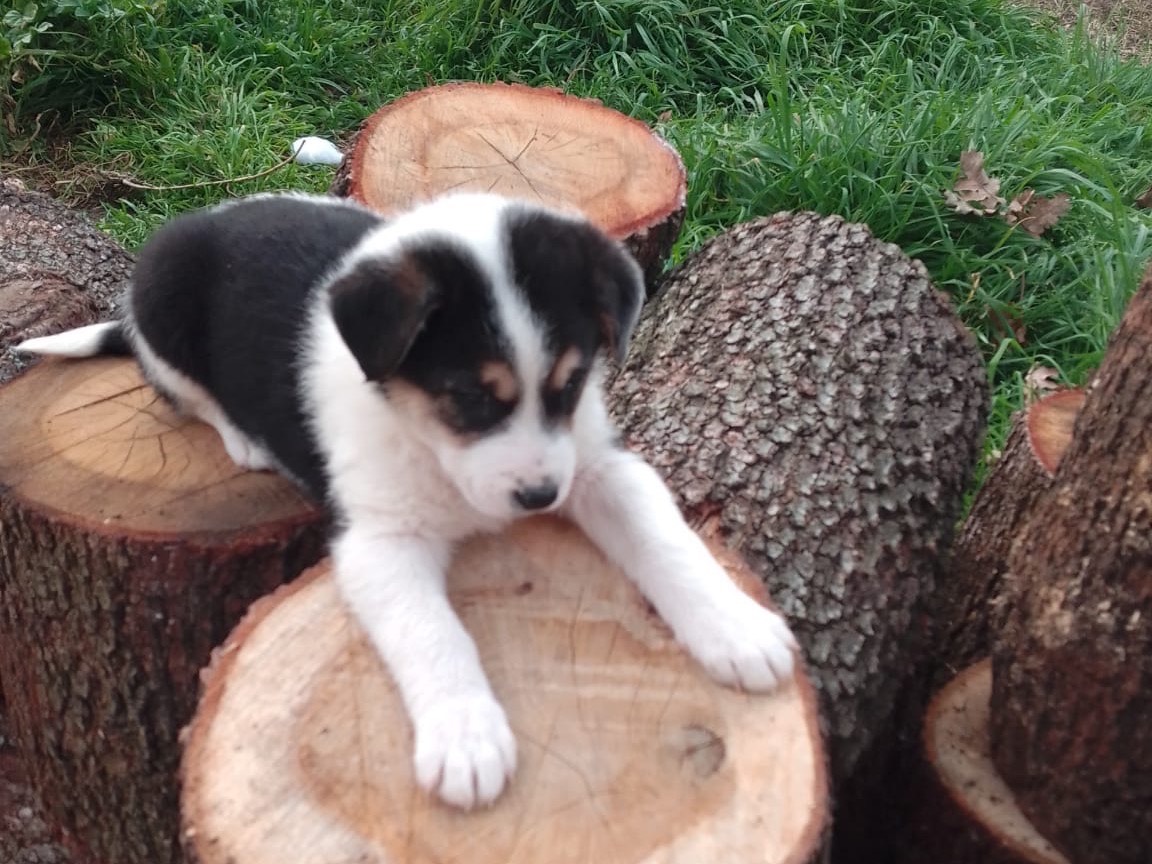 Vuoi adottare un cane a Avellino?