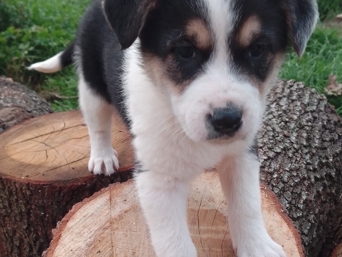 Adotta il cane ROSE a Avellino