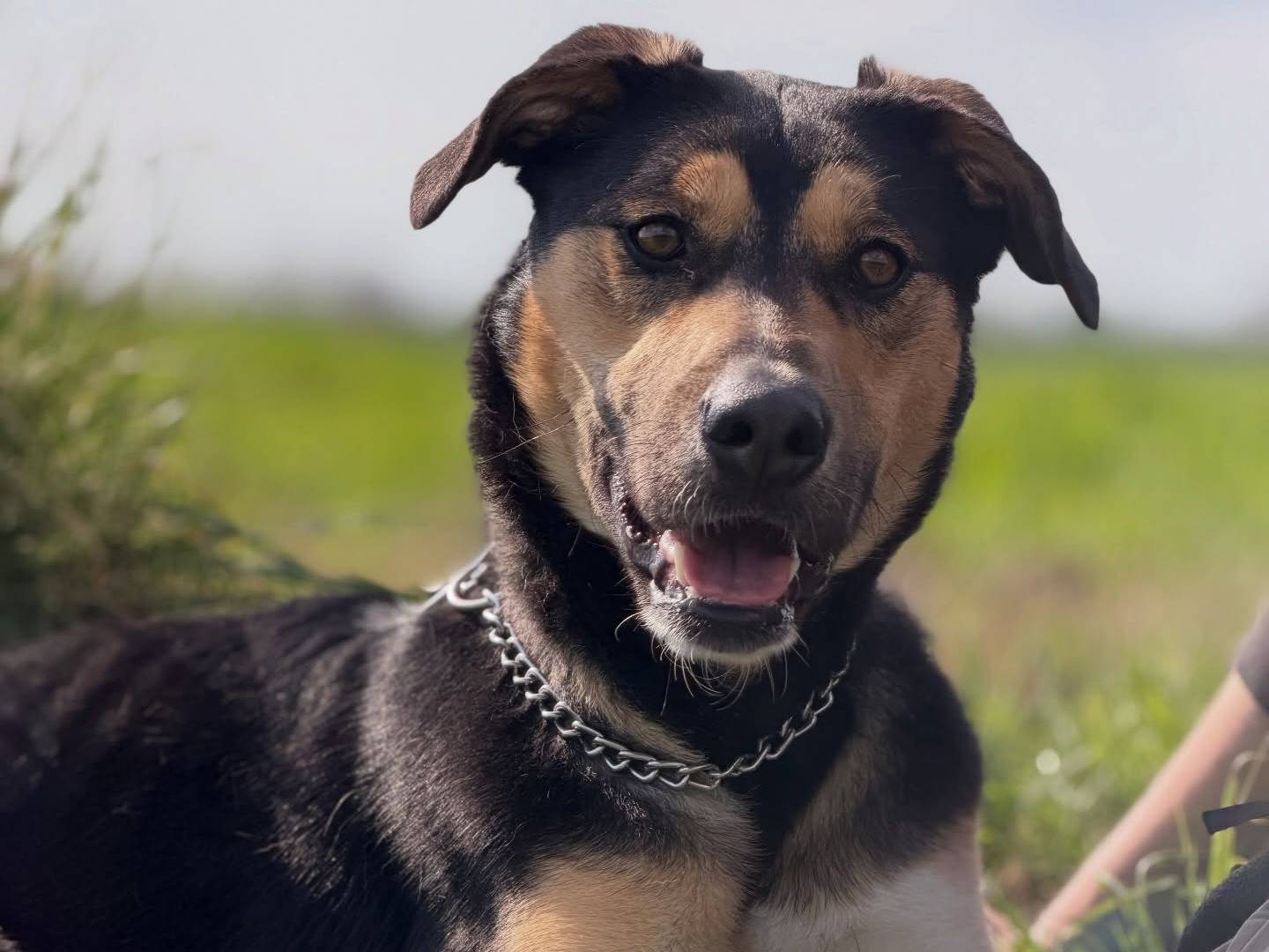 Adozione cane, femmina, Pastore tedesco Razza sconosciuta, 1 anno e 4 mesi, taglia media, Pisa