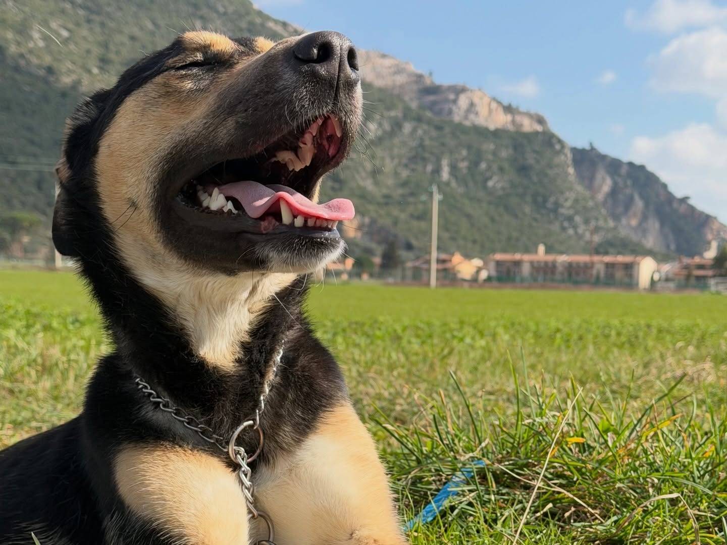 Adotta un cane, femmina, 1 anno e 4 mesi, Pisa