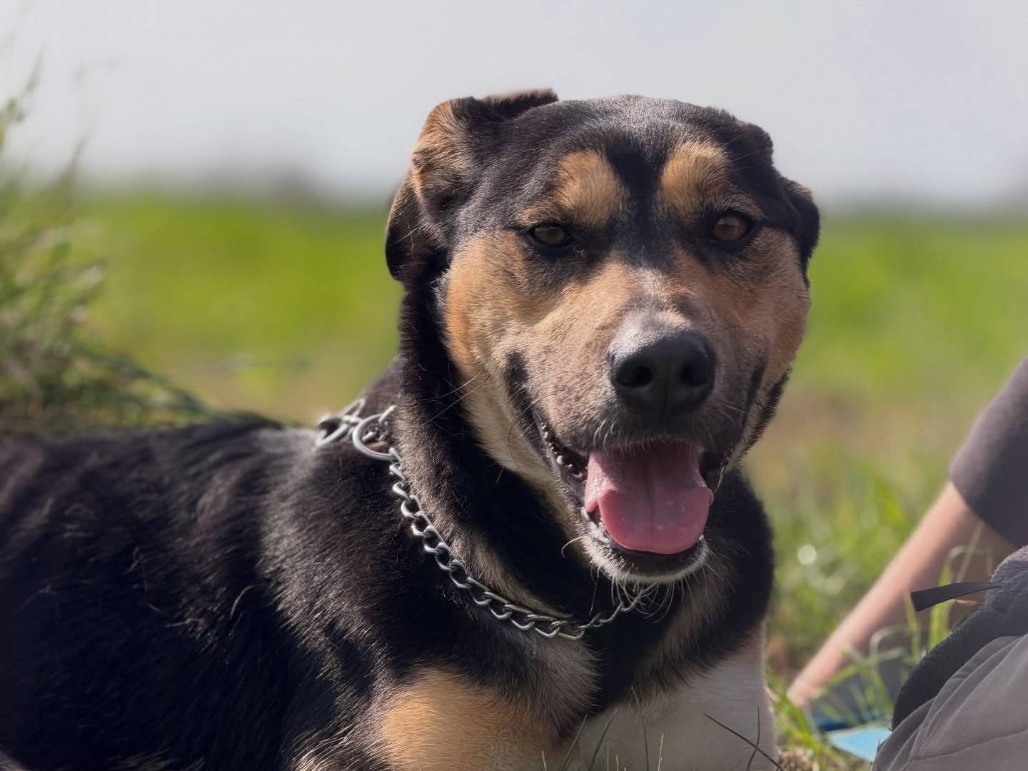 Adotta un cane, taglia media, femmina, Pisa