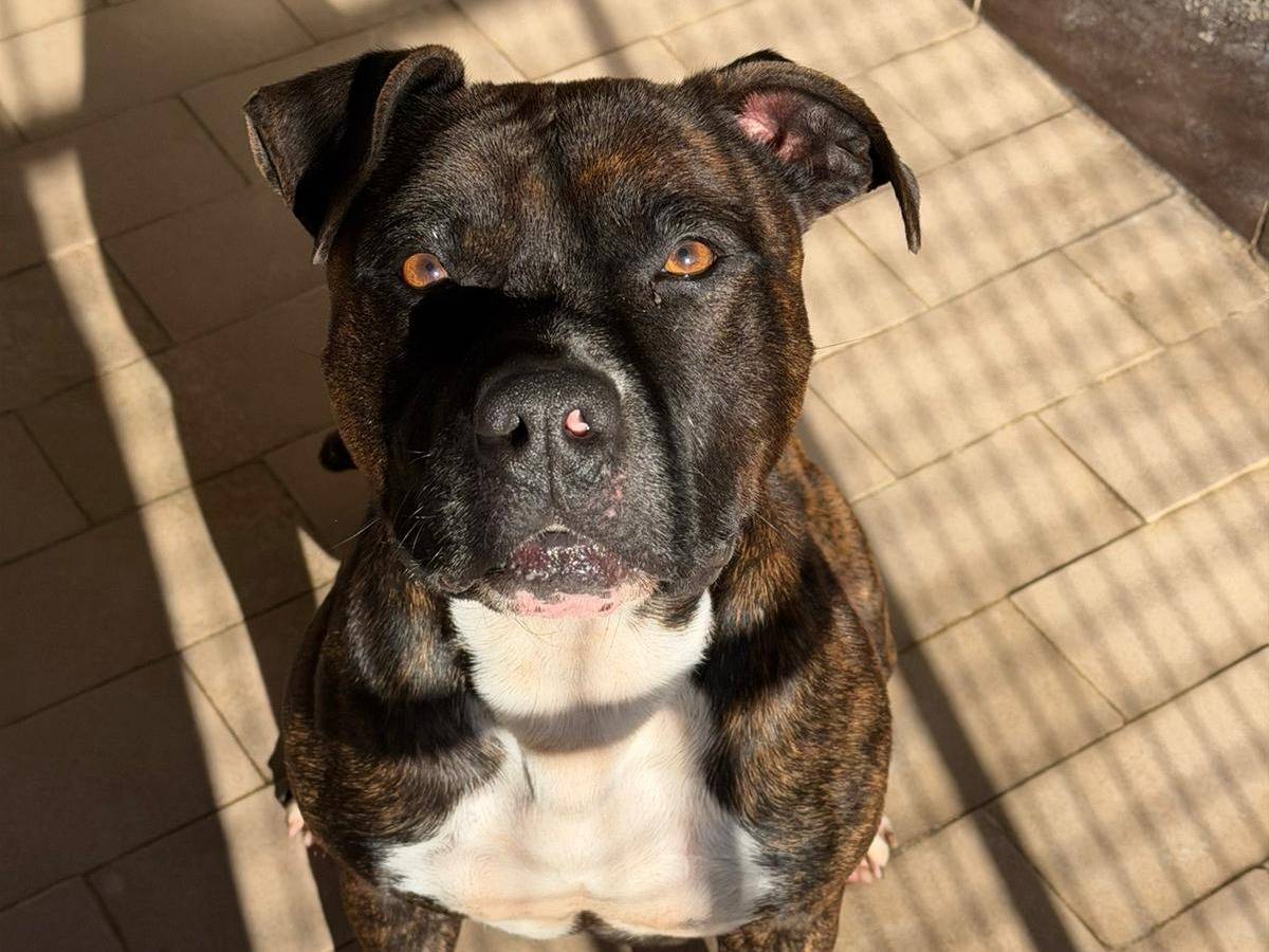 Adozione cane, maschio, Razza sconosciuta Razza sconosciuta, 4 anni e 11 mesi, taglia grande, Napoli