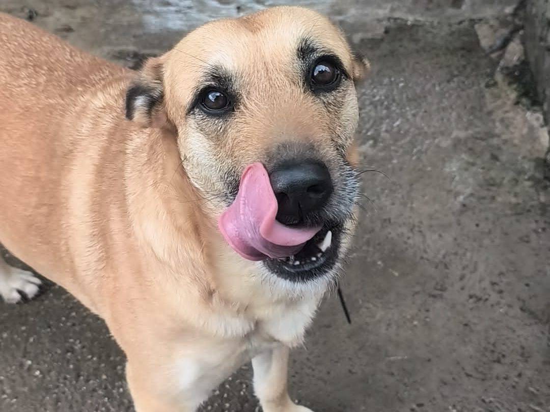 Adozione cane, femmina, Razza sconosciuta Razza sconosciuta, 4 anni e 4 mesi, taglia grande, Napoli