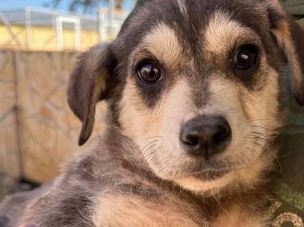 Adozione cane, maschio, Razza sconosciuta Razza sconosciuta, 4 mesi, taglia media, Matera