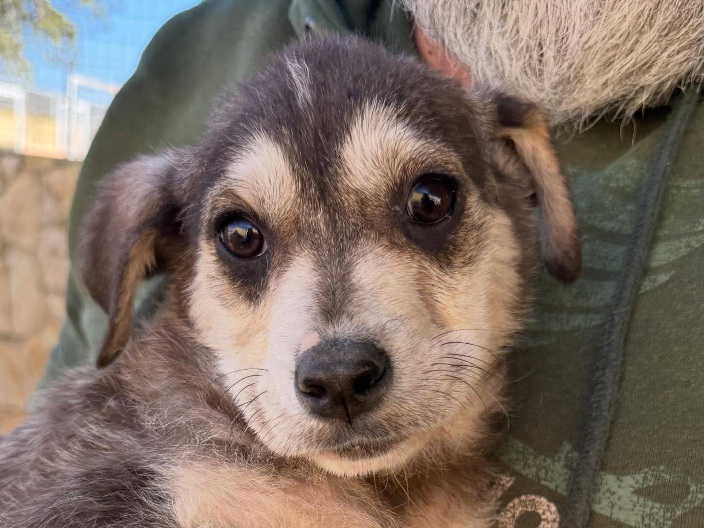 Adotta un cane, taglia media, maschio, Matera