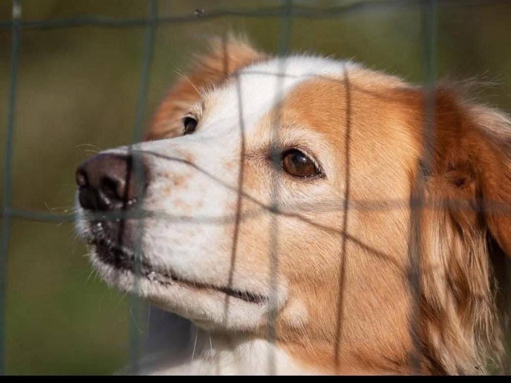 Adozione cane, maschio, Razza sconosciuta Razza sconosciuta, 11 anni e 3 mesi, taglia media contenuta, Bergamo