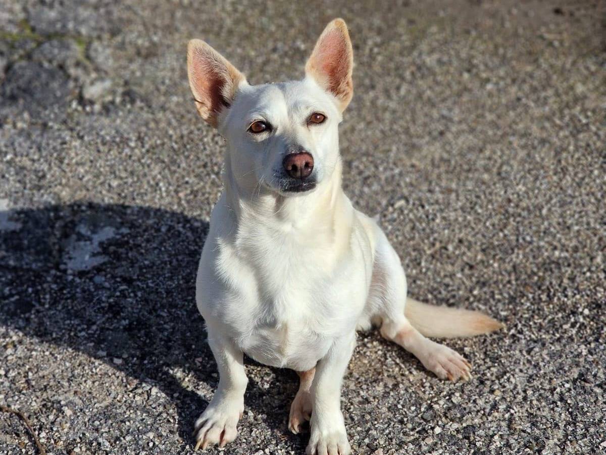 Adozione cane, femmina, Razza sconosciuta Razza sconosciuta, 2 anni e 9 mesi, taglia piccola, Milano