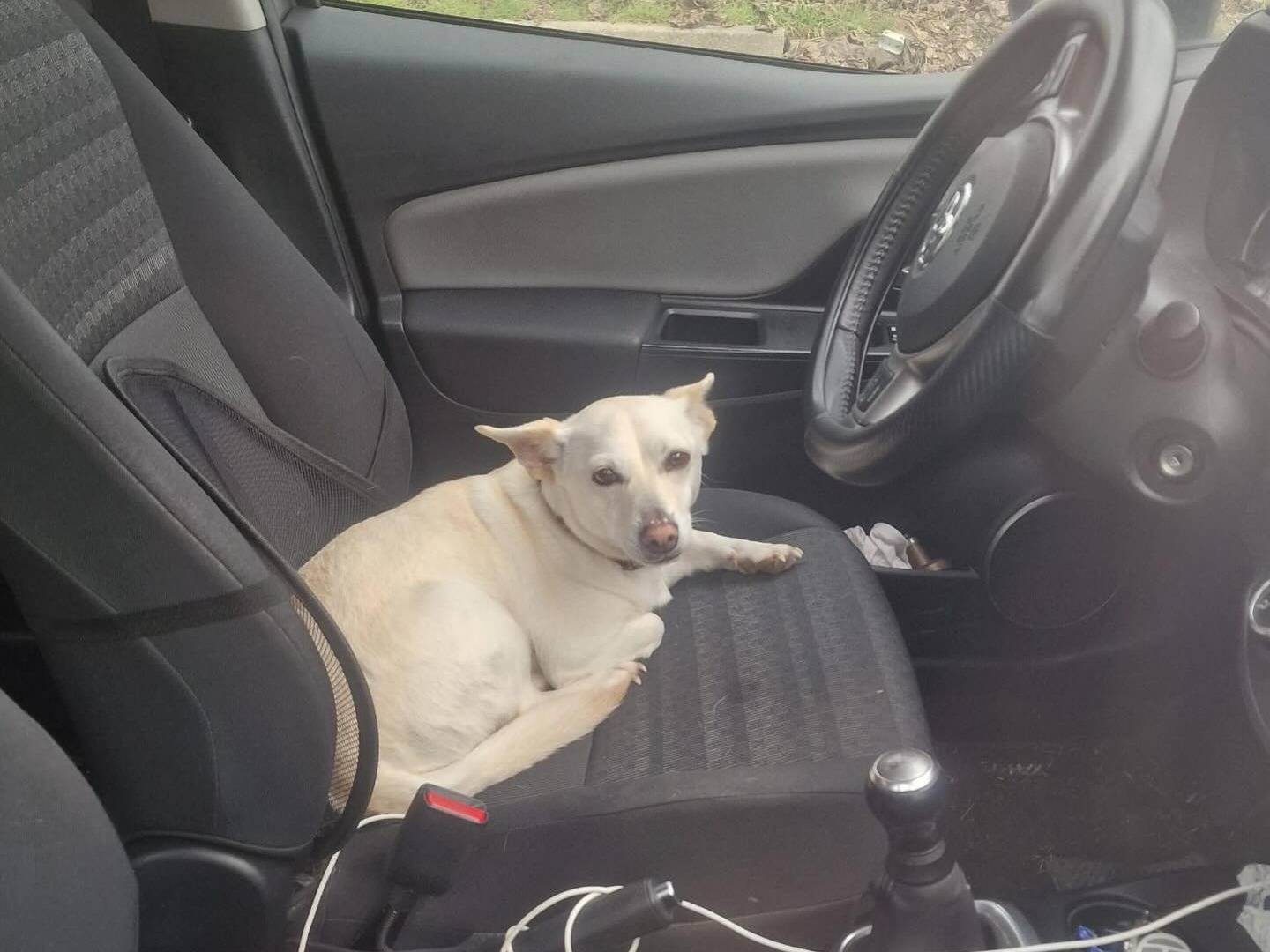 Adotta un cane, femmina, 2 anni e 9 mesi, Milano