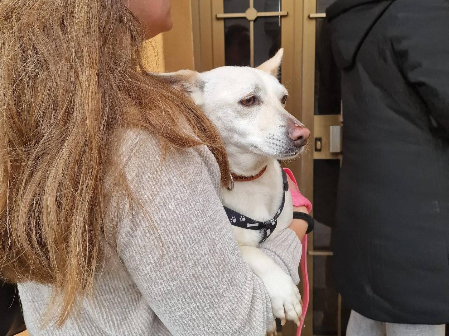 Adotta un cane, taglia piccola, femmina, Milano