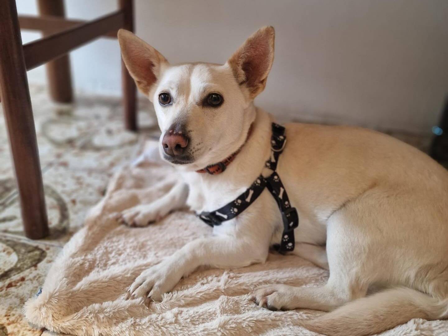 Adotta il cane Smilla a Milano