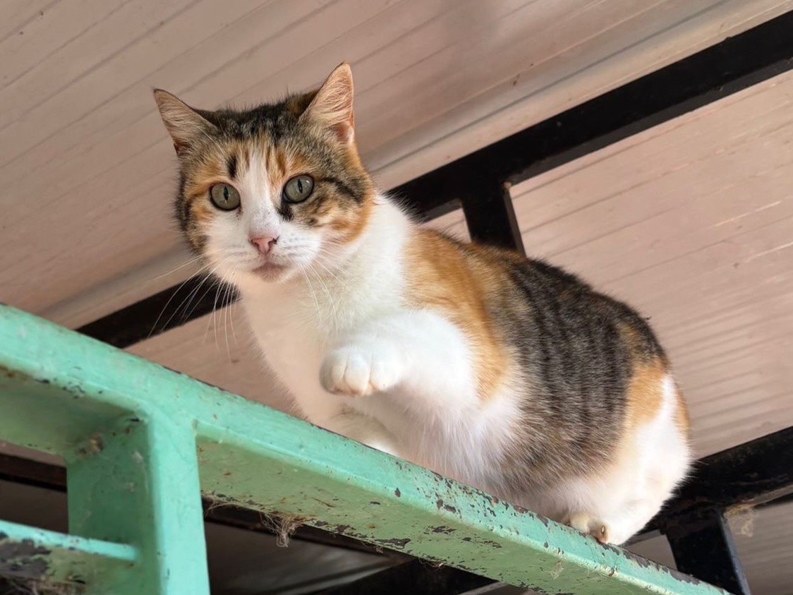 Adozione gatto, femmina, Razza sconosciuta Razza sconosciuta, 5 anni e 8 mesi, taglia non valida, Messina