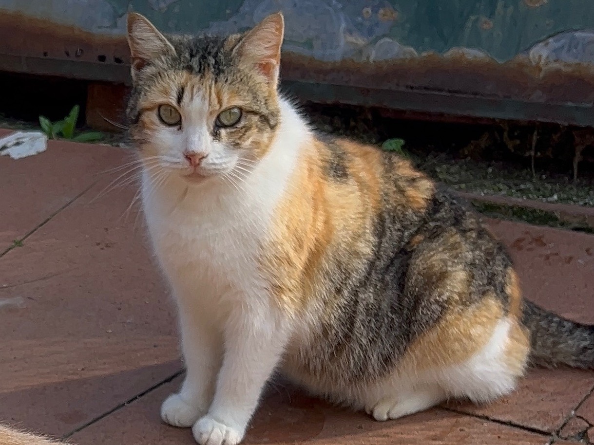 Adotta un gatto, taglia non valida, femmina, Messina