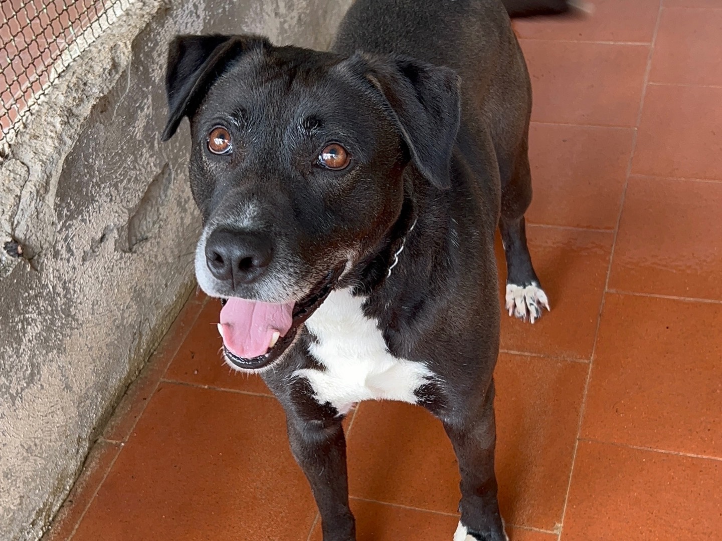 Adotta un cane, maschio, 5 anni e 1 mese, Messina