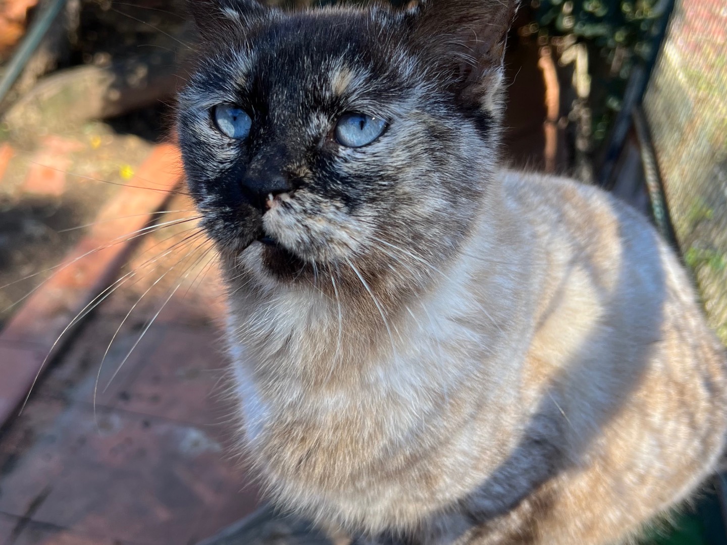 Adozione gatto, femmina, Siamese Razza sconosciuta, 9 anni e 8 mesi, taglia non valida, Messina