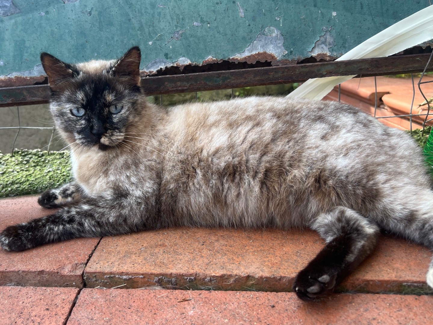 Adotta un gatto, femmina, 9 anni e 8 mesi, Messina