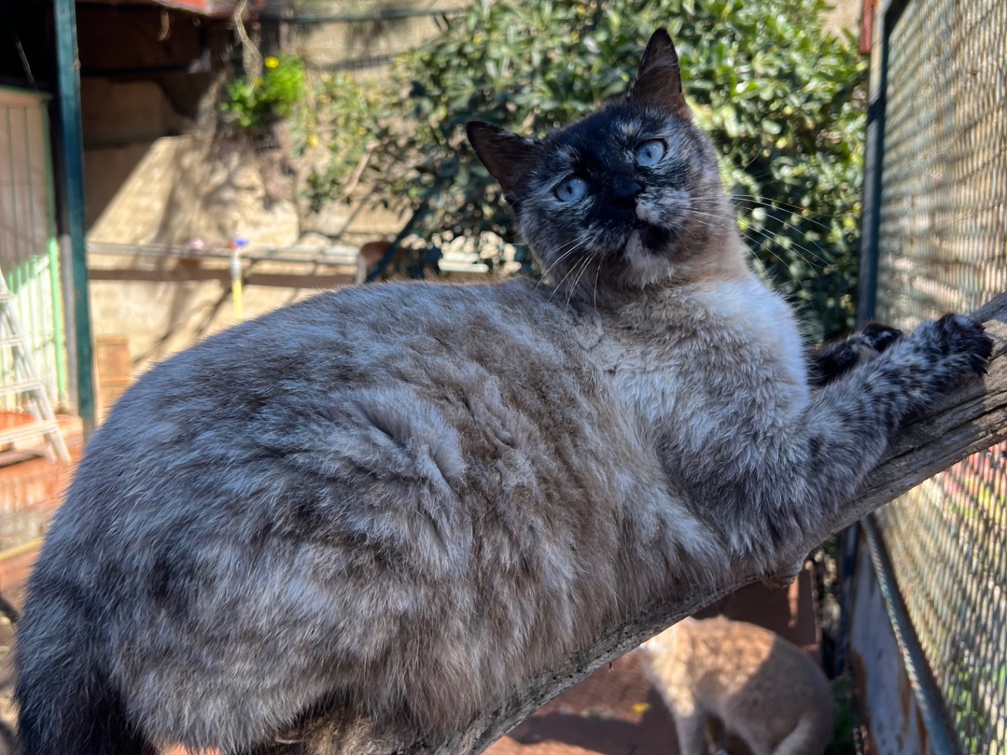 Adotta un gatto, taglia non valida, femmina, Messina