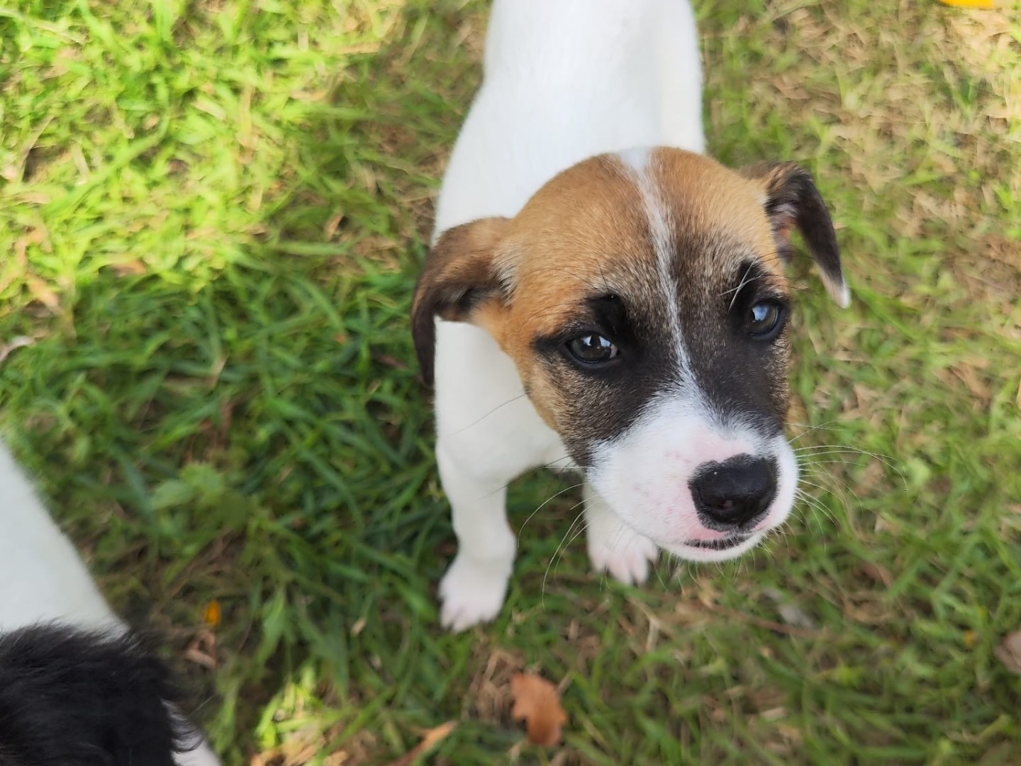 Adozione cane, femmina, Razza sconosciuta Razza sconosciuta, 2 mesi, taglia media contenuta, Teramo