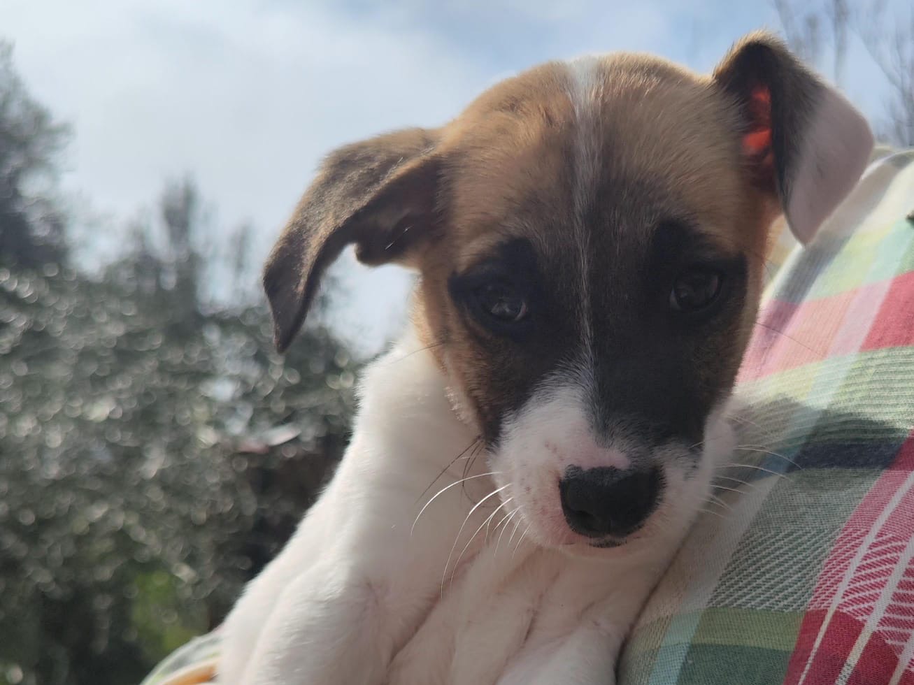 Adotta un cane, femmina, 2 mesi, Teramo