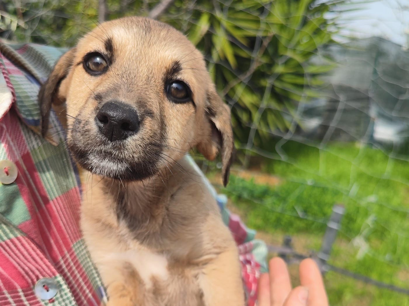 Adozione cane, femmina, Razza sconosciuta Razza sconosciuta, 2 mesi, taglia media contenuta, Teramo