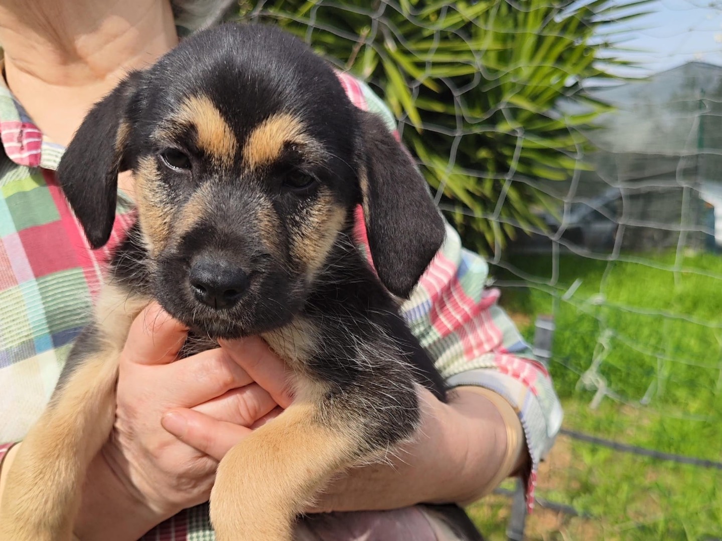 Adozione cane, maschio, Razza sconosciuta Razza sconosciuta, 2 mesi, taglia media, Teramo