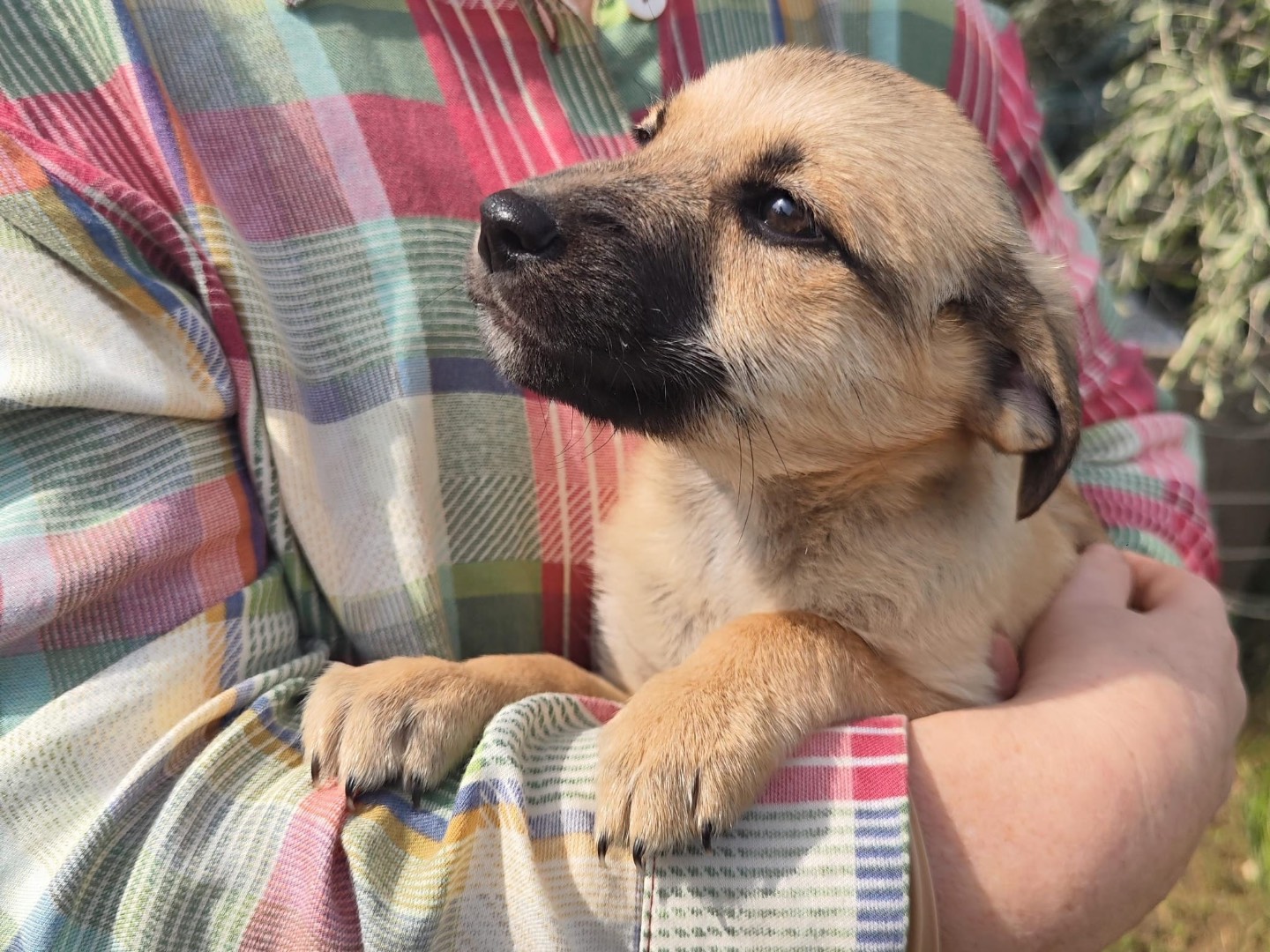 Adozione cane, maschio, Razza sconosciuta Razza sconosciuta, 2 mesi, taglia media contenuta, Teramo