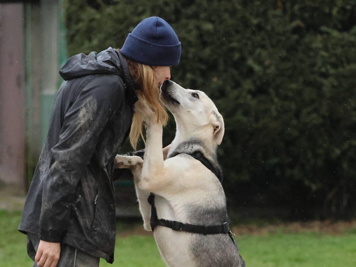Vuoi adottare un cane a Milano?