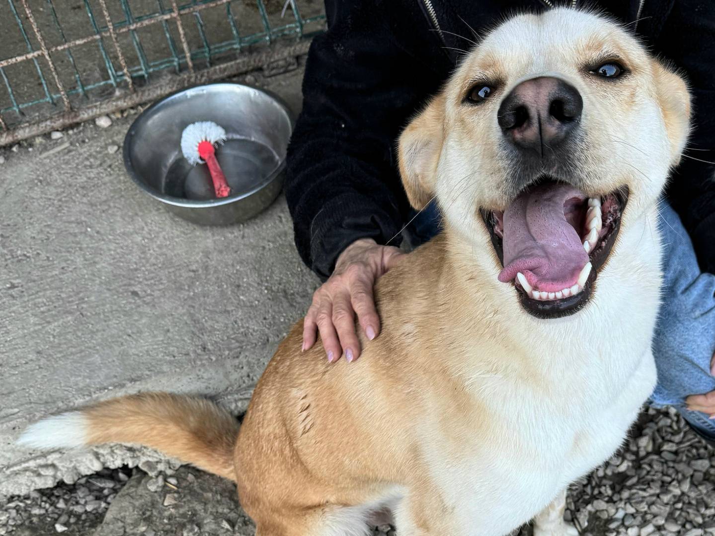 Adozione cane, maschio, Razza sconosciuta Razza sconosciuta, 1 anno e 1 mese, taglia media, Teramo