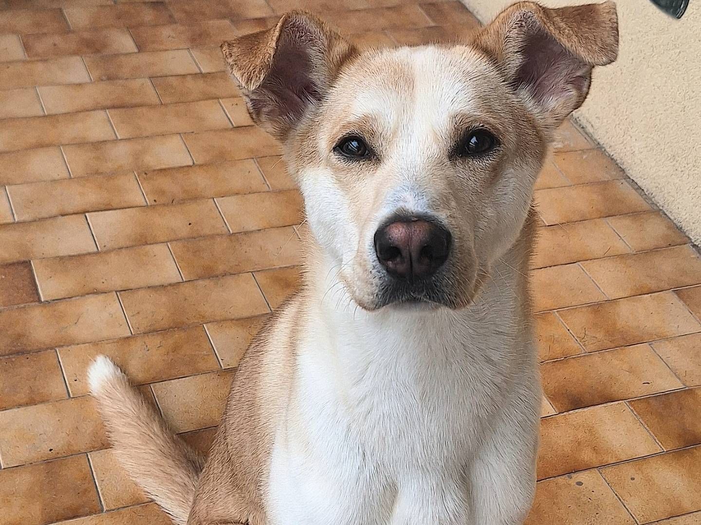 Adotta un cane, maschio, 1 anno e 1 mese, Teramo