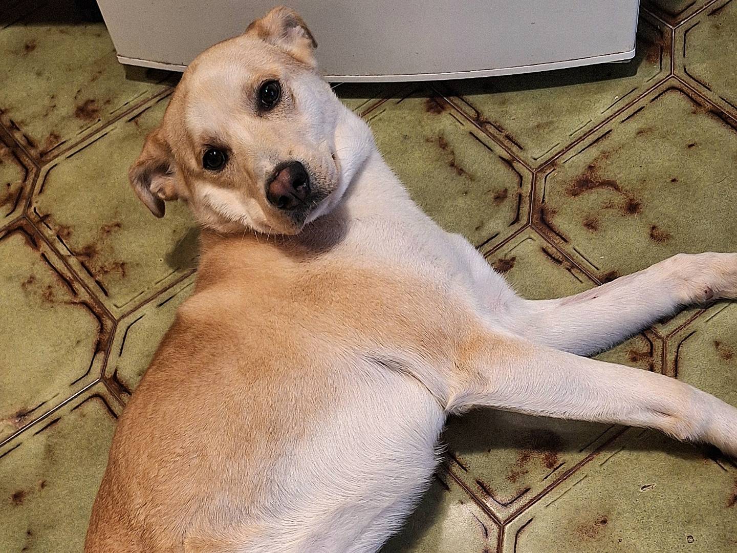 Adotta il cane Nuccio a Teramo