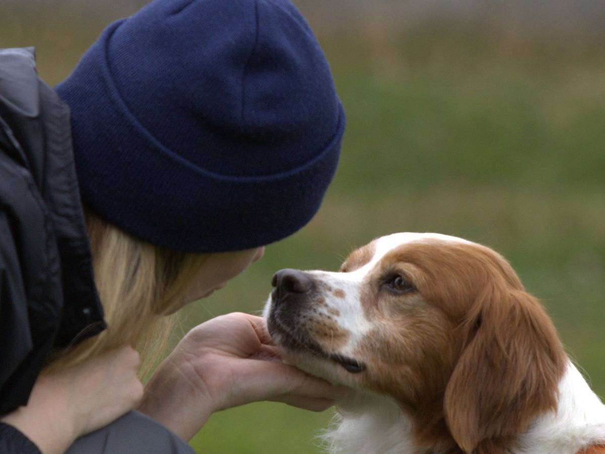 Adozione cane, maschio, Breton Razza sconosciuta, 7 anni e 11 mesi, taglia media contenuta, Milano