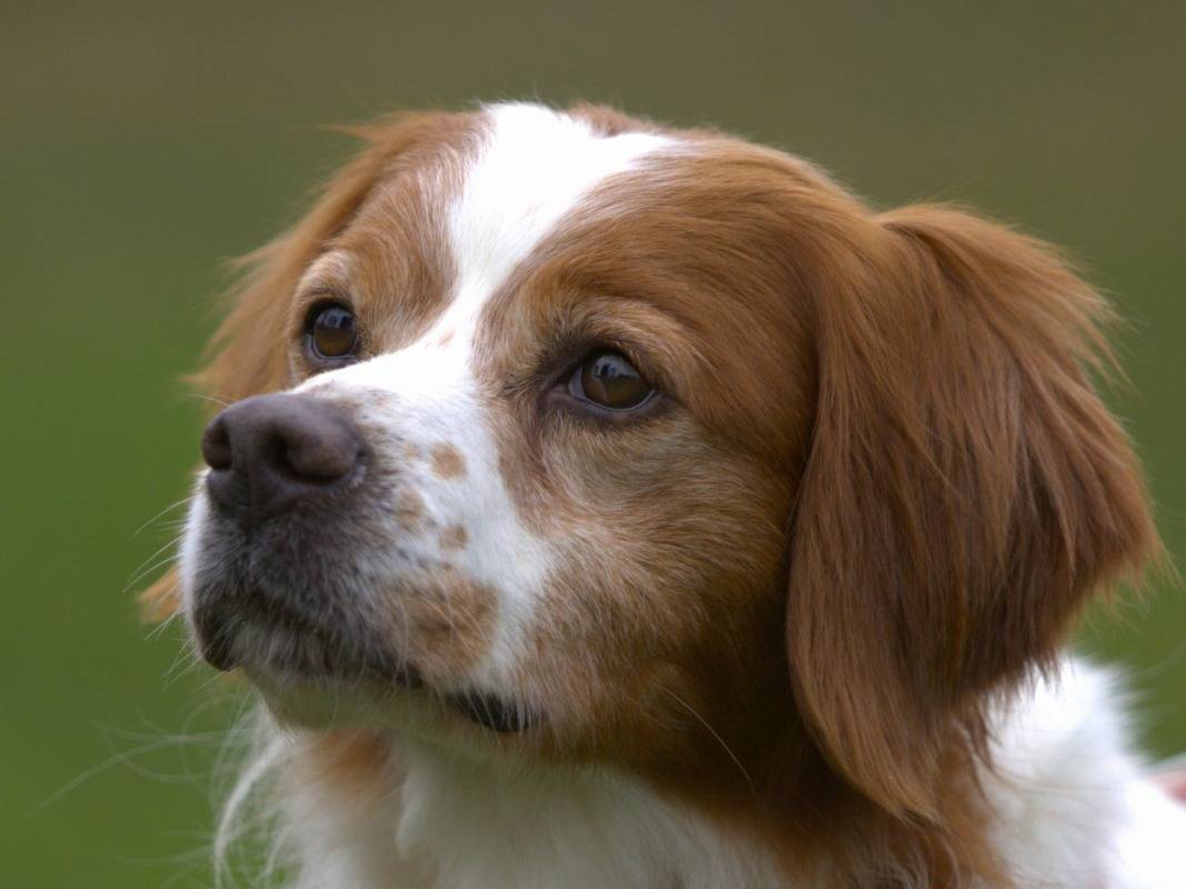 Adotta un cane, maschio, 7 anni e 11 mesi, Milano
