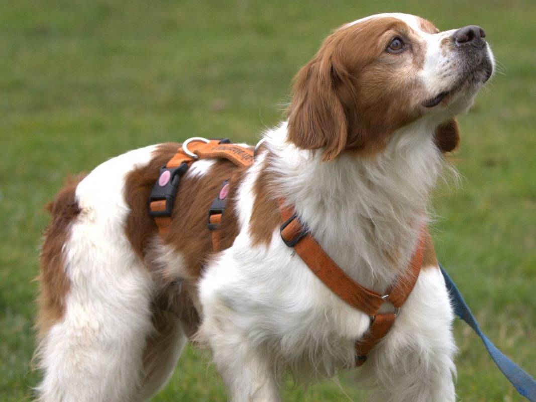 Vuoi adottare un cane a Milano?