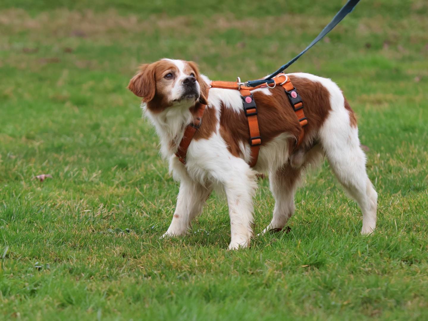 Adotta il cane HALO  a Milano