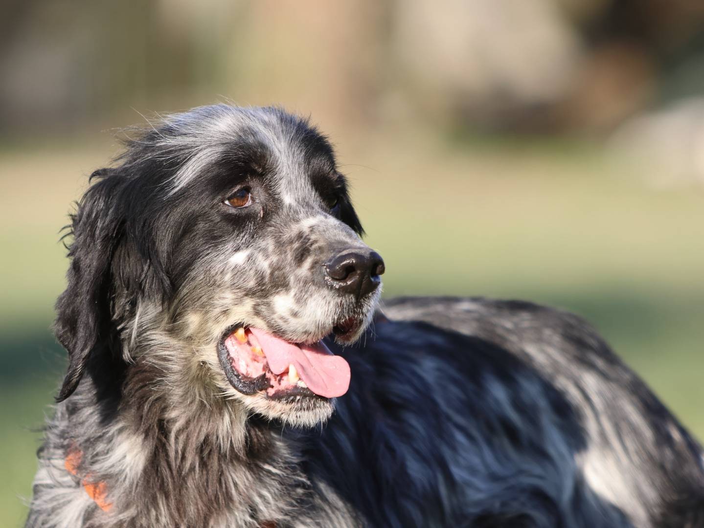 Adozione cane, maschio, Setter Inglese Razza sconosciuta, 11 anni e 9 mesi, taglia media, Milano