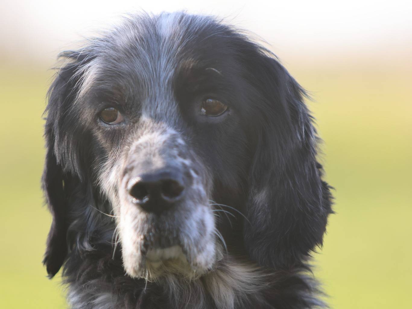 Adotta un cane, maschio, 11 anni e 9 mesi, Milano