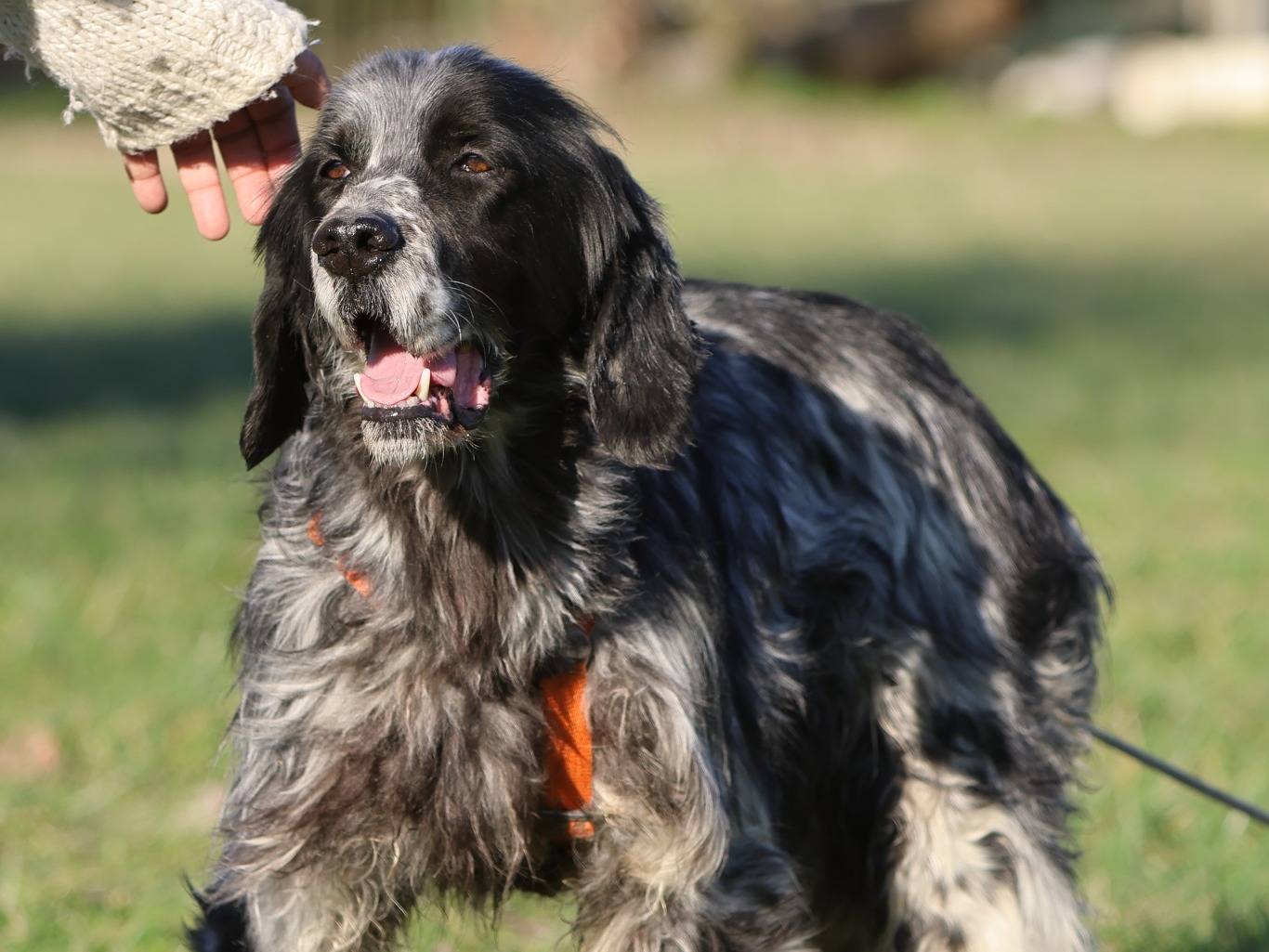 Vuoi adottare un cane a Milano?