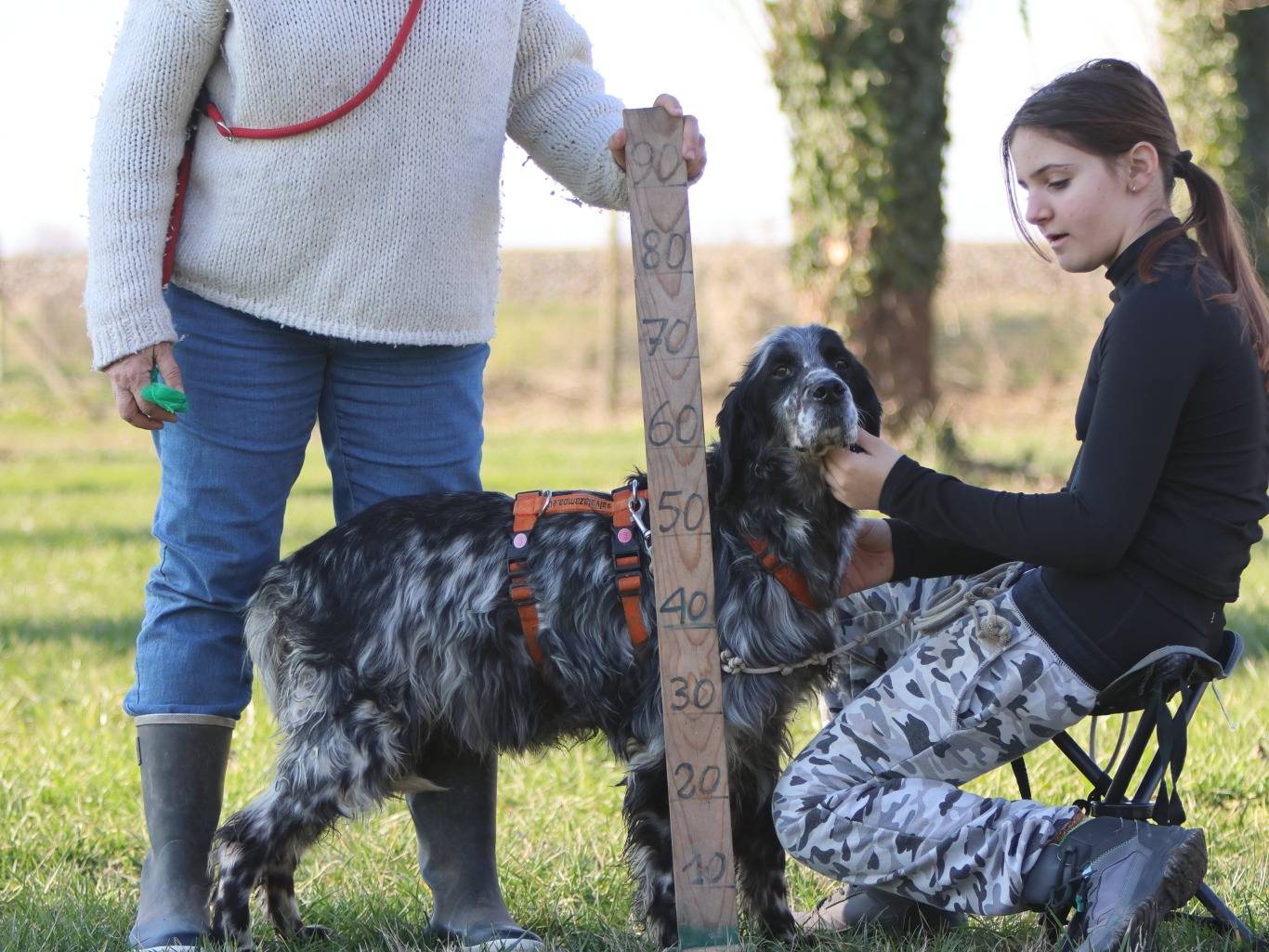 Adotta il cane NERO a Milano