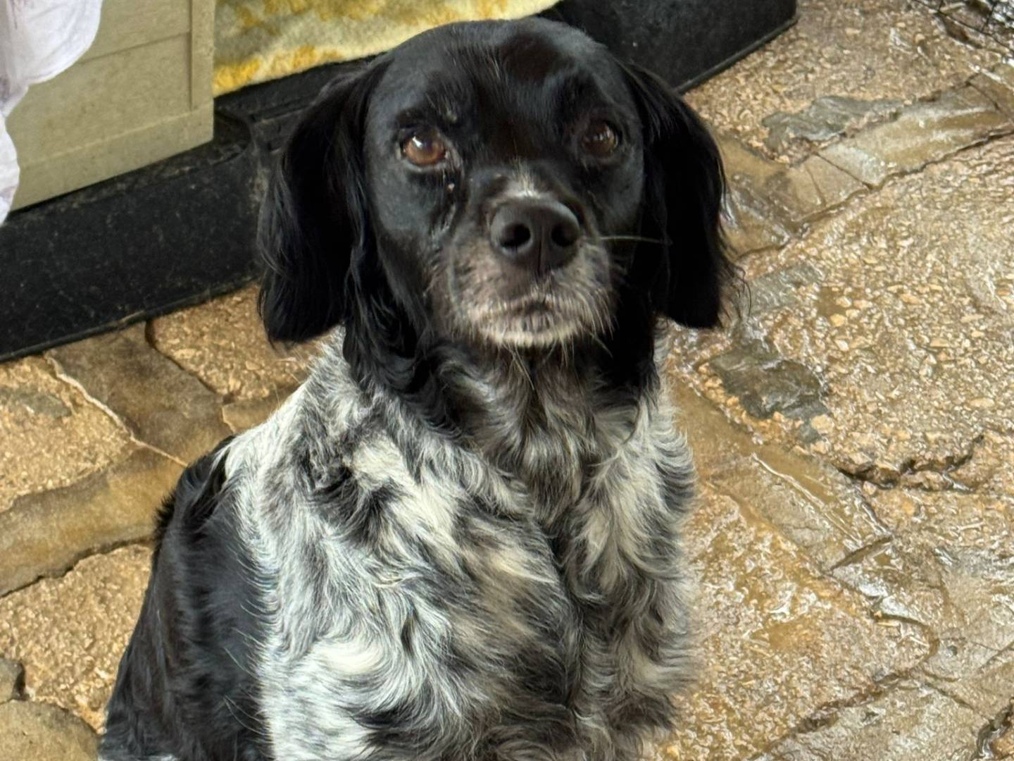 Adozione cane, femmina, Breton Razza sconosciuta, 3 anni e 2 mesi, taglia media contenuta, Piacenza