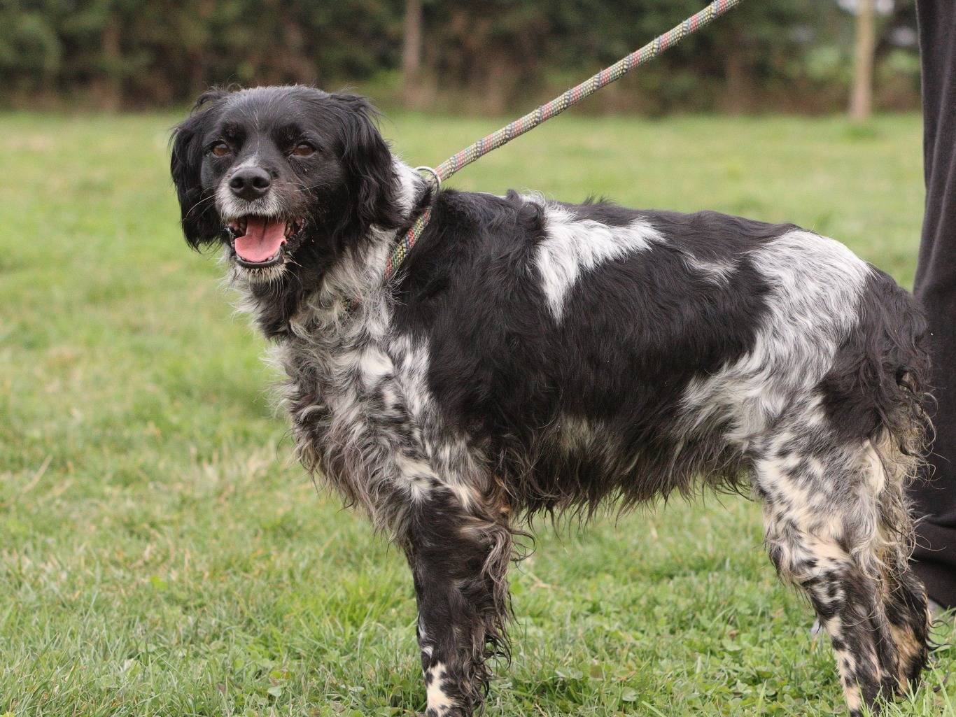 Adotta un cane, femmina, 3 anni e 2 mesi, Piacenza