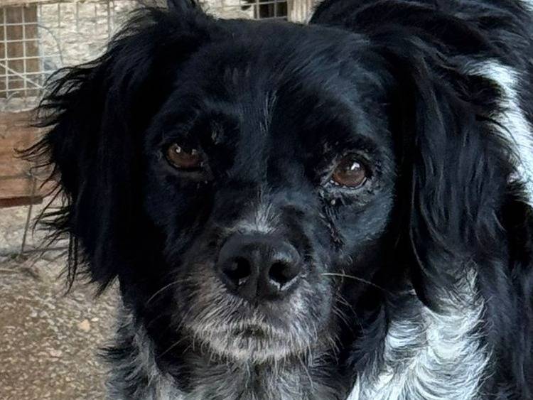 Adotta il cane Piera  a Piacenza