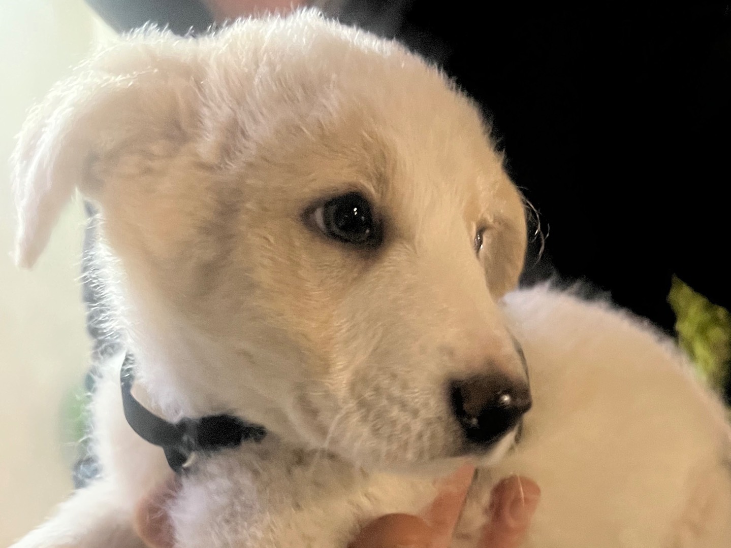 Adozione cane, maschio, Razza sconosciuta Razza sconosciuta, 3 mesi, taglia media, Enna