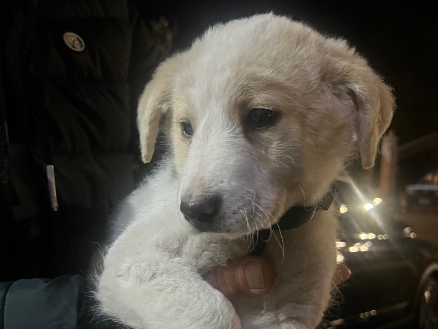 Adotta un cane, maschio, 3 mesi, Enna