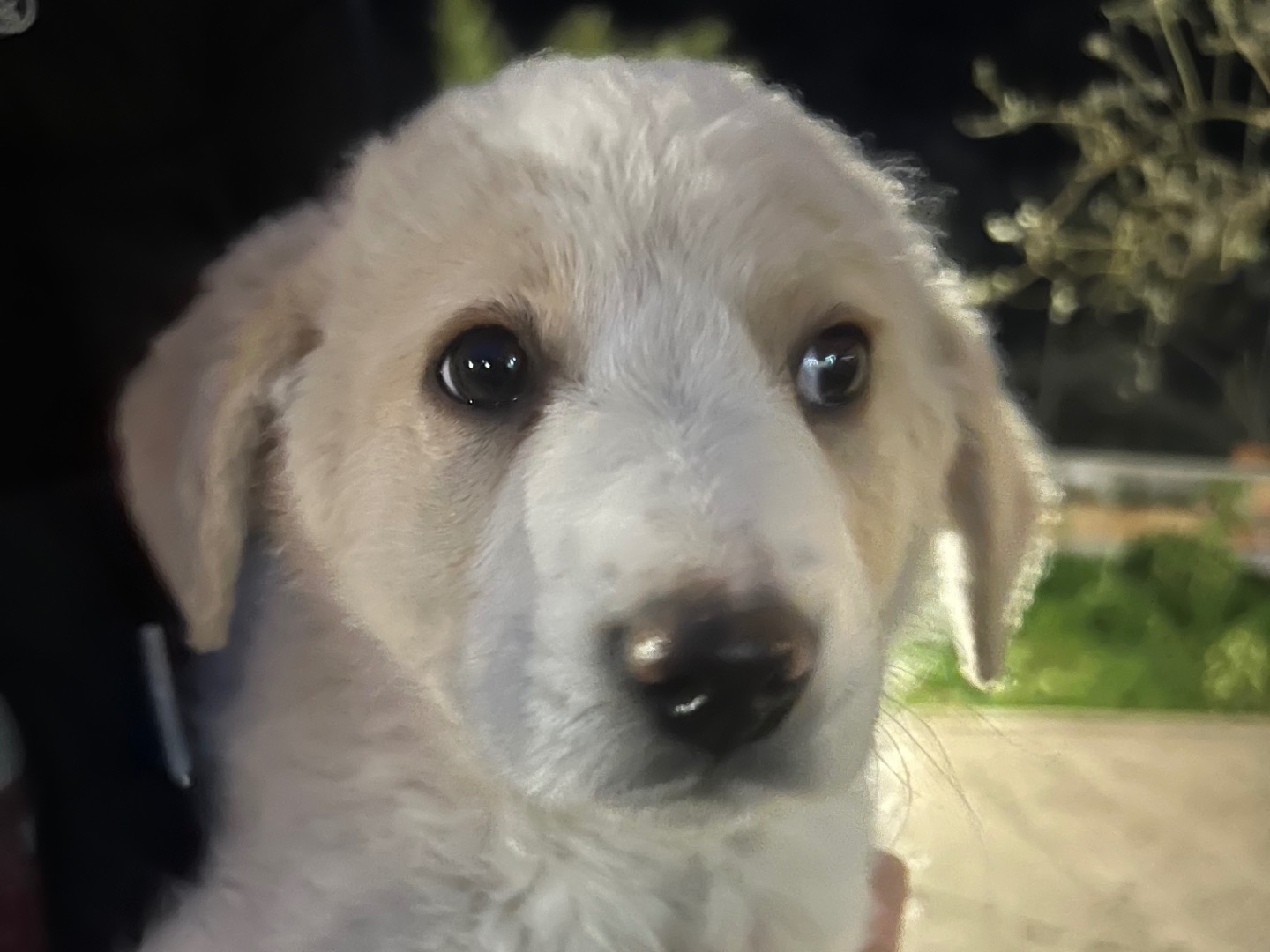 Adotta un cane, taglia media, maschio, Enna