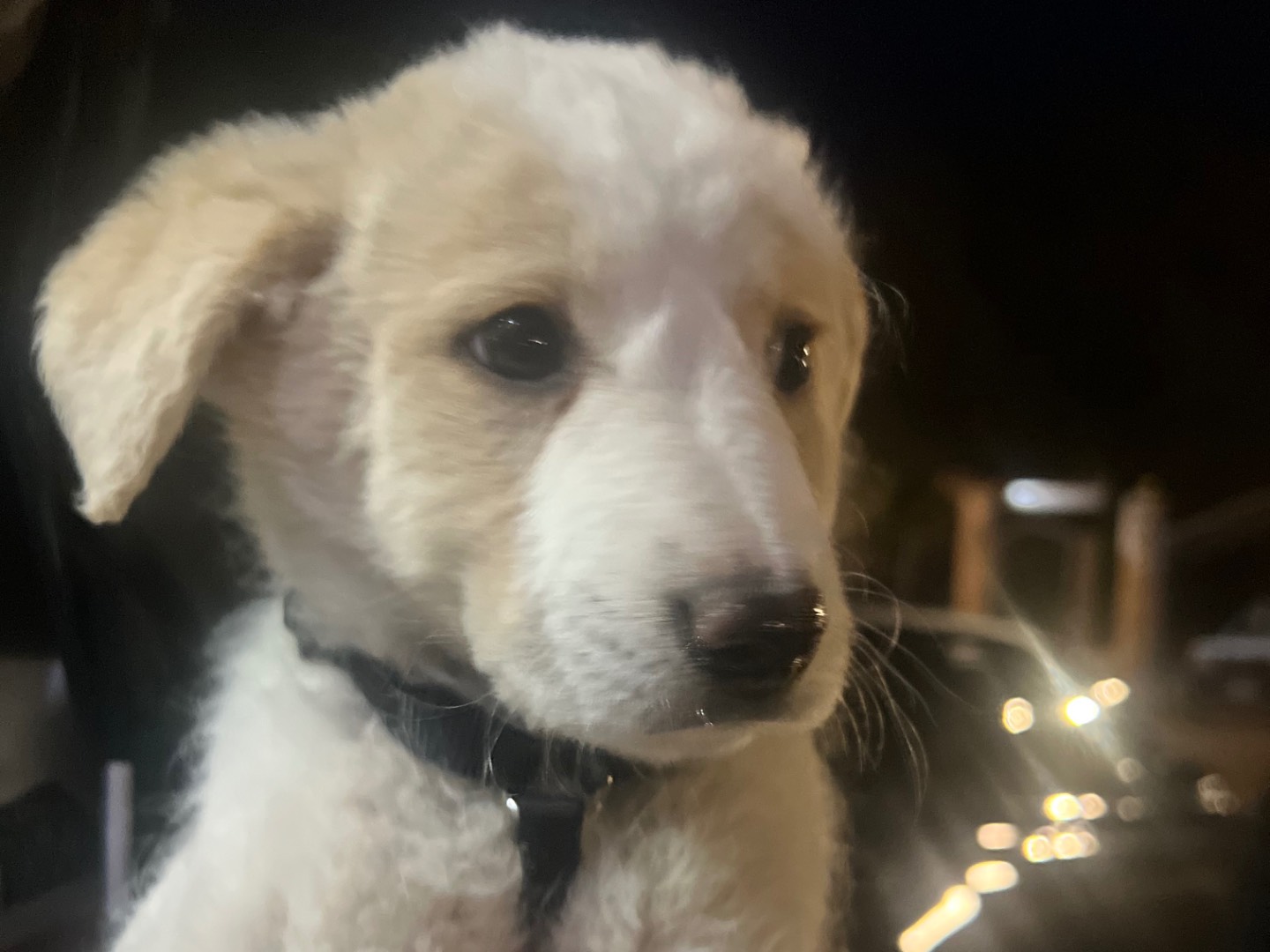 Vuoi adottare un cane a Enna?