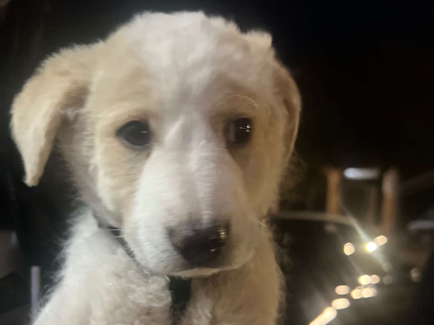 Adotta il cane UGO a Enna