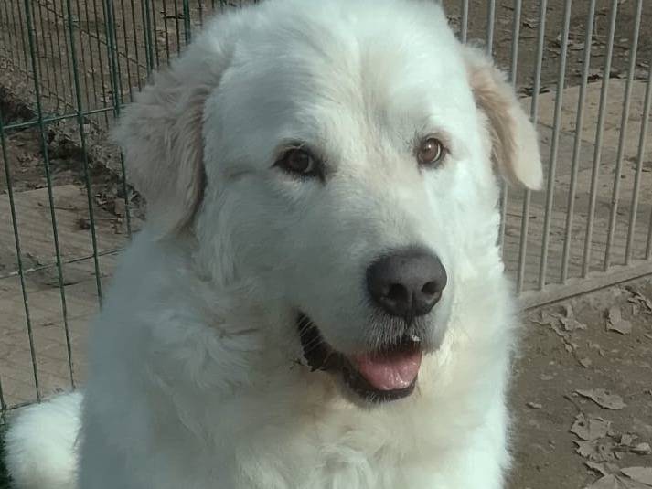 Adotta un cane, maschio, 5 anni e 6 mesi, Verona