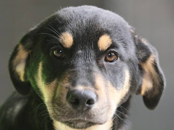 Adotta un cane, maschio, 6 mesi, Piacenza